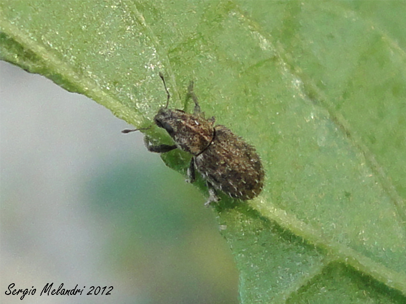 Sitona hispidulus